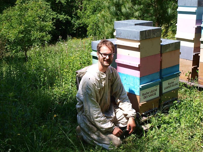 La ruche Laiche des sables