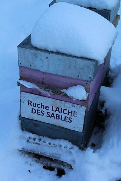 La ruche Laiche des sables