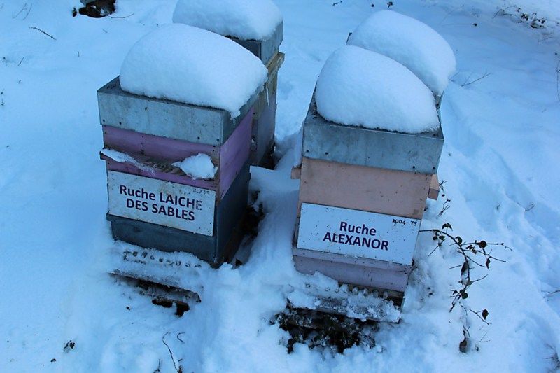 La ruche Laiche des sables