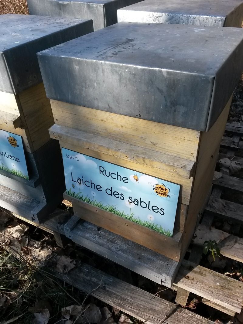 La ruche Laiche des sables