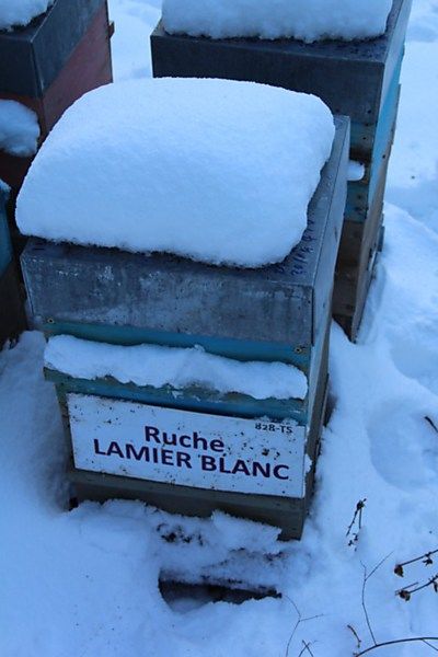 La ruche Lamier blanc