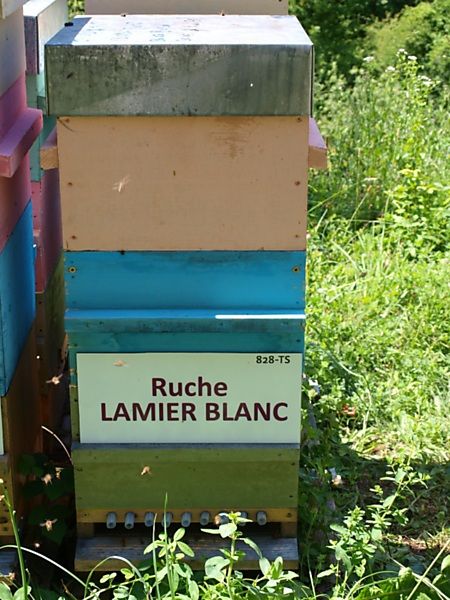 La ruche Lamier blanc