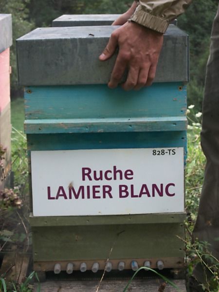 La ruche Lamier blanc