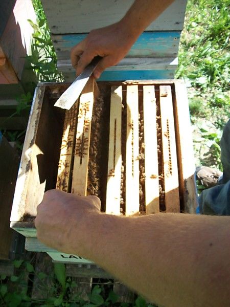 La ruche Lamier blanc