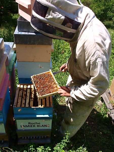 La ruche Lamier blanc