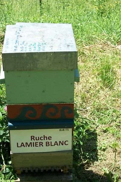 La ruche Lamier blanc