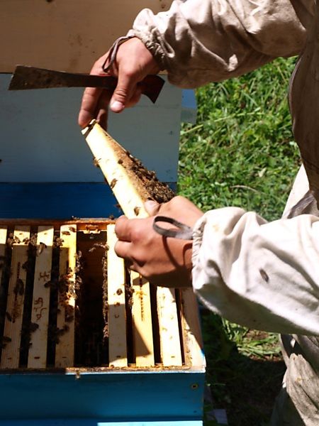 La ruche Lamier blanc
