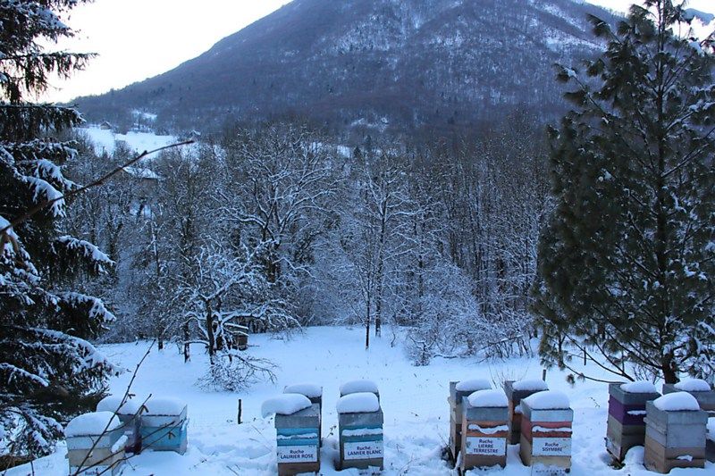 La ruche Lamier blanc