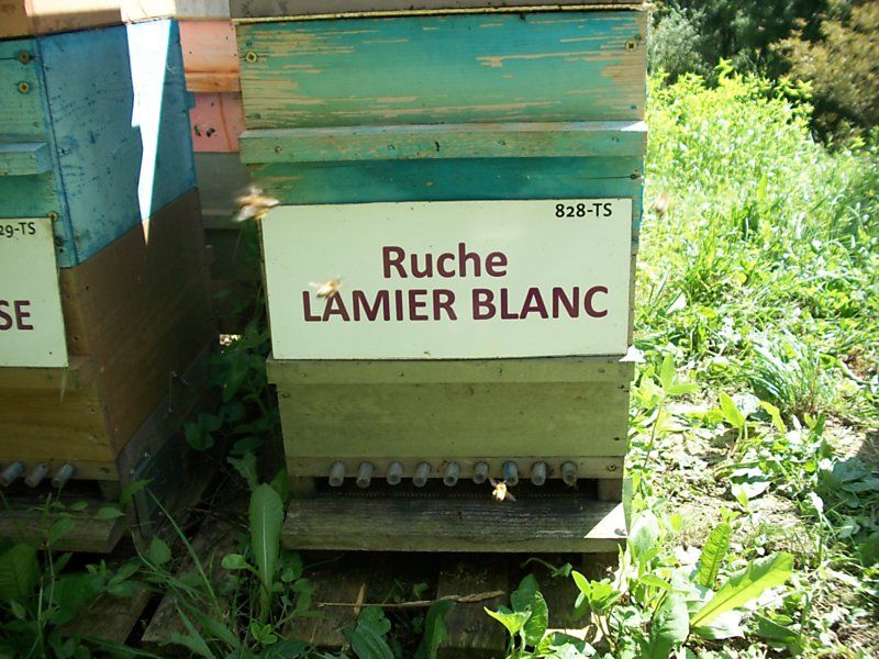La ruche Lamier blanc