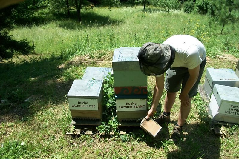La ruche Lamier blanc