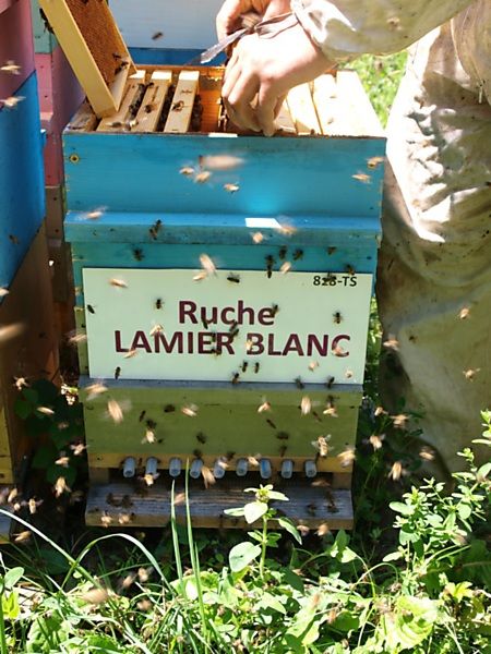 La ruche Lamier blanc