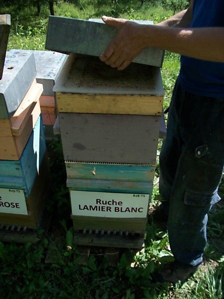 La ruche Lamier blanc