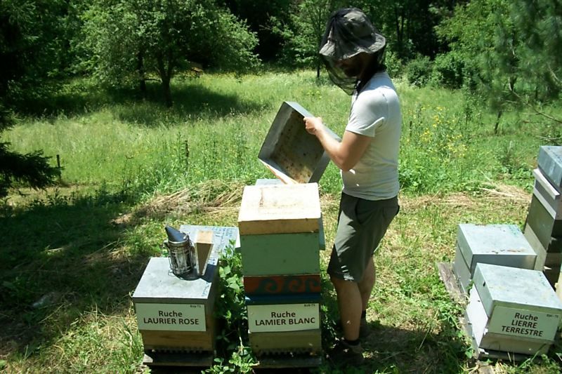 La ruche Lamier blanc