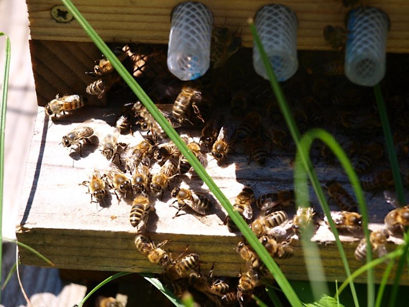 La ruche Lamier blanc