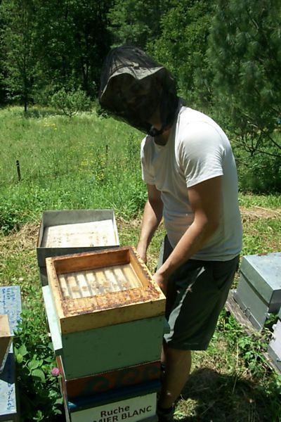 La ruche Lamier blanc