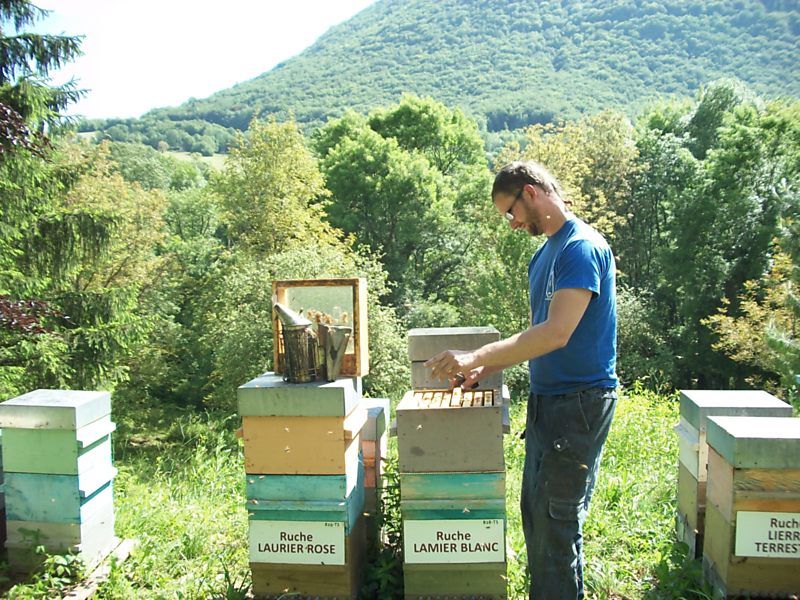 La ruche Lamier blanc