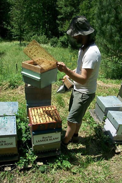 La ruche Lamier blanc