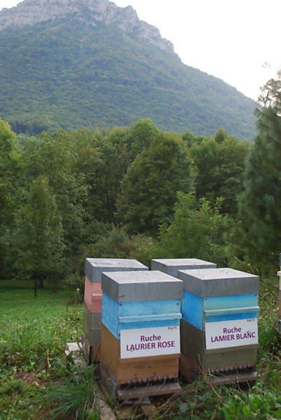 La ruche Lamier blanc