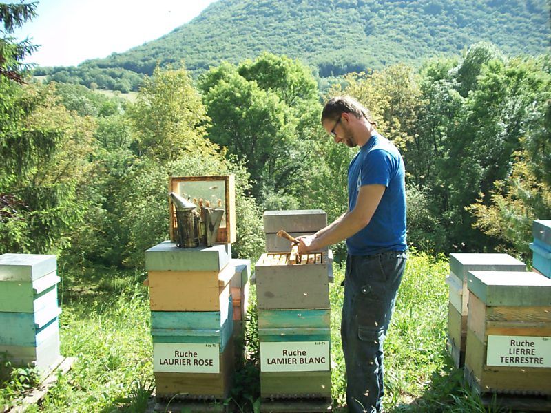 La ruche Lamier blanc