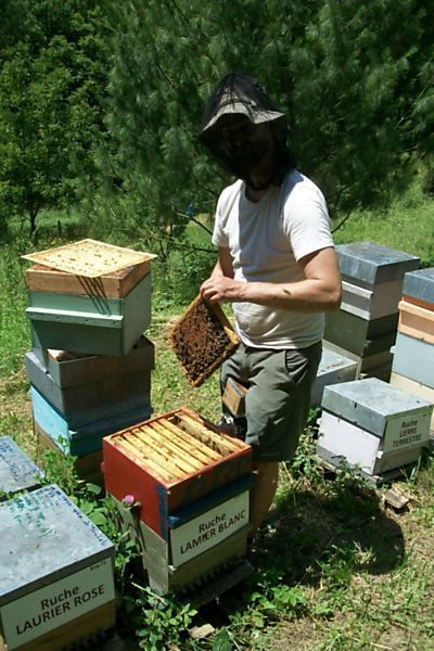 La ruche Lamier blanc