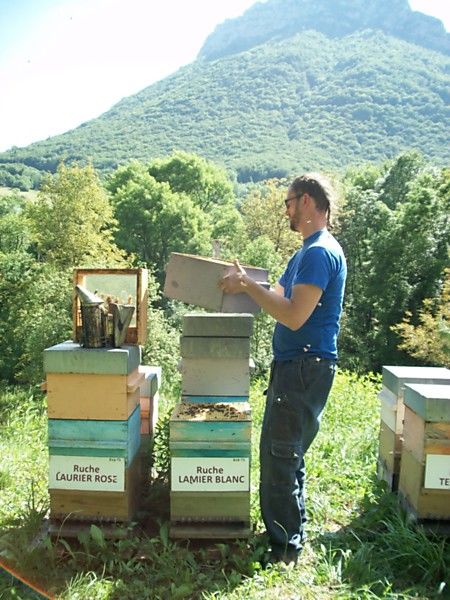 La ruche Lamier blanc