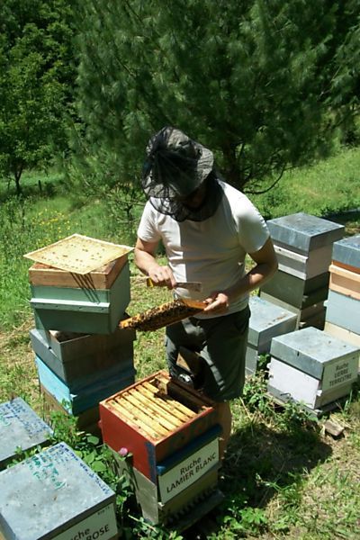 La ruche Lamier blanc