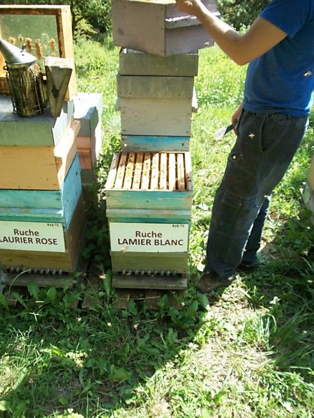 La ruche Lamier blanc