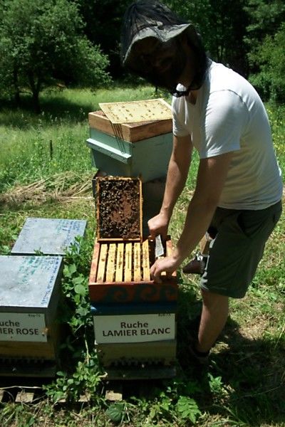 La ruche Lamier blanc