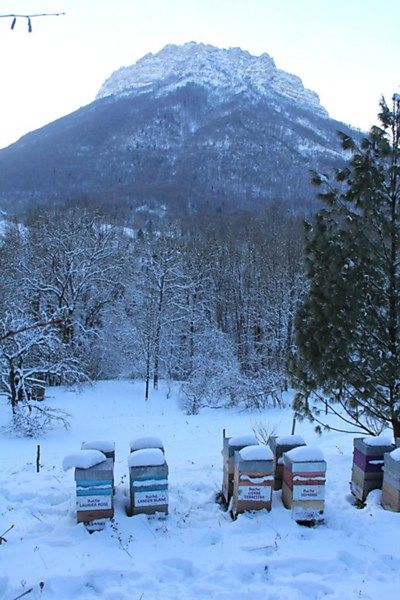 La ruche Lamier blanc