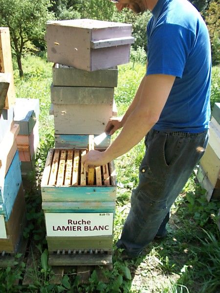 La ruche Lamier blanc