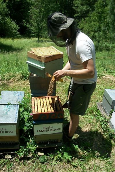 La ruche Lamier blanc