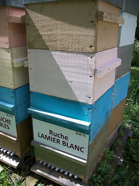 La ruche Lamier blanc