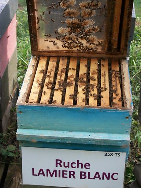 La ruche Lamier blanc