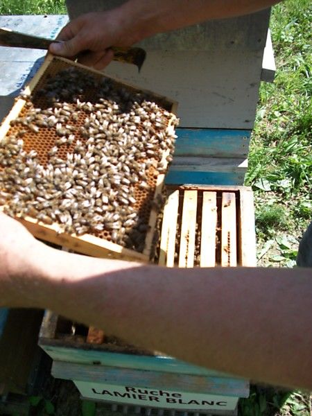 La ruche Lamier blanc