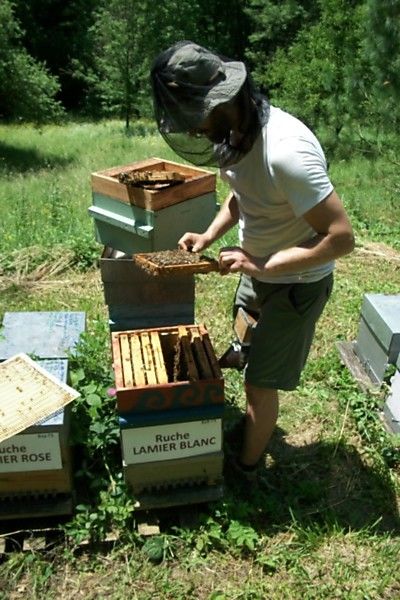 La ruche Lamier blanc