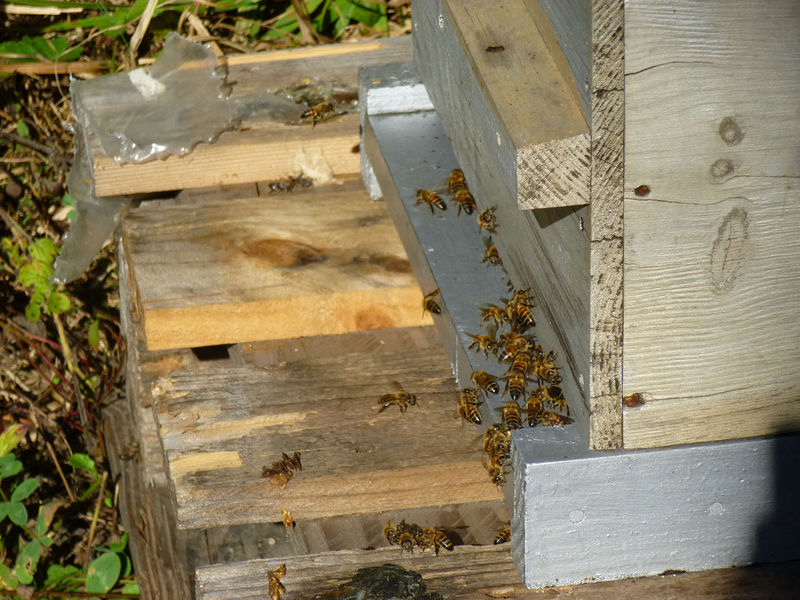 La ruche Lamier blanc