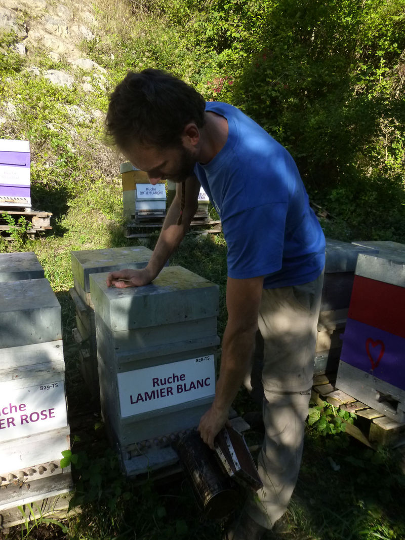 La ruche Lamier blanc