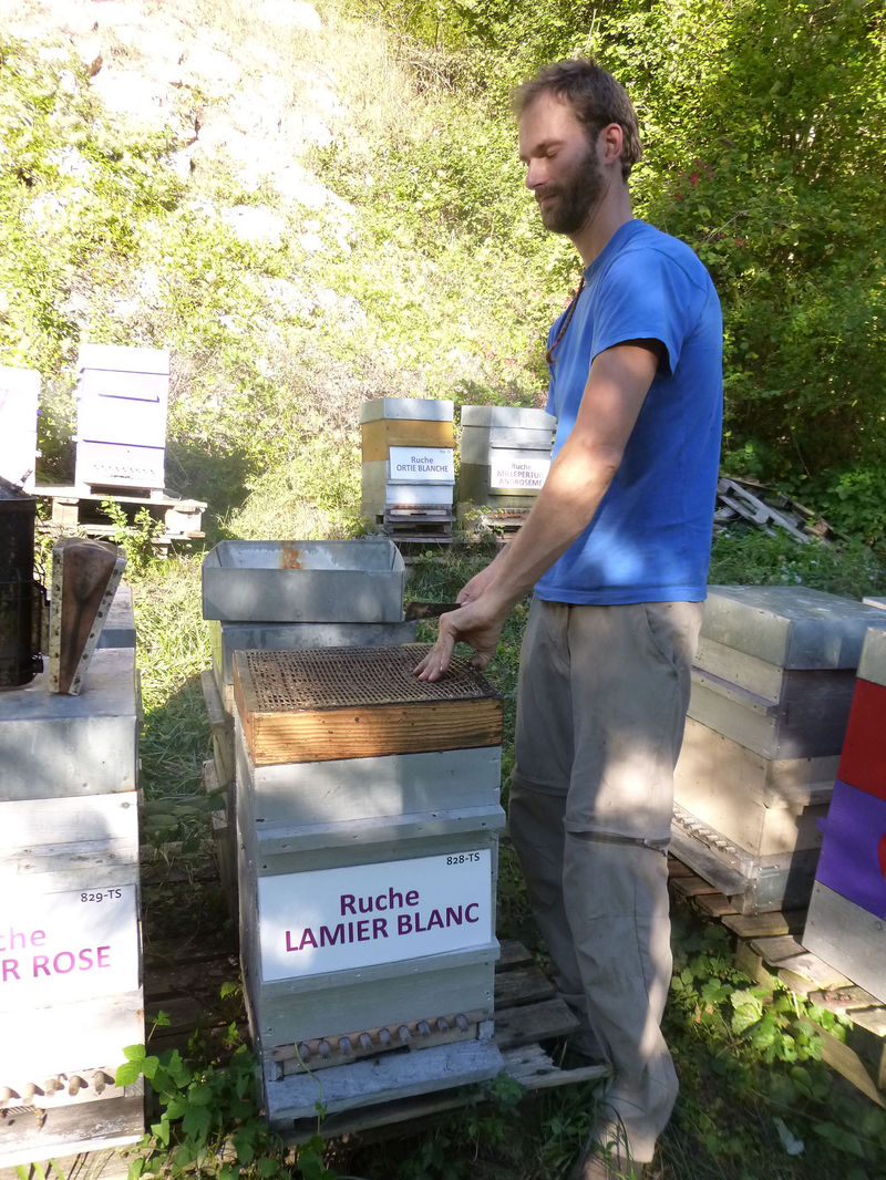 La ruche Lamier blanc