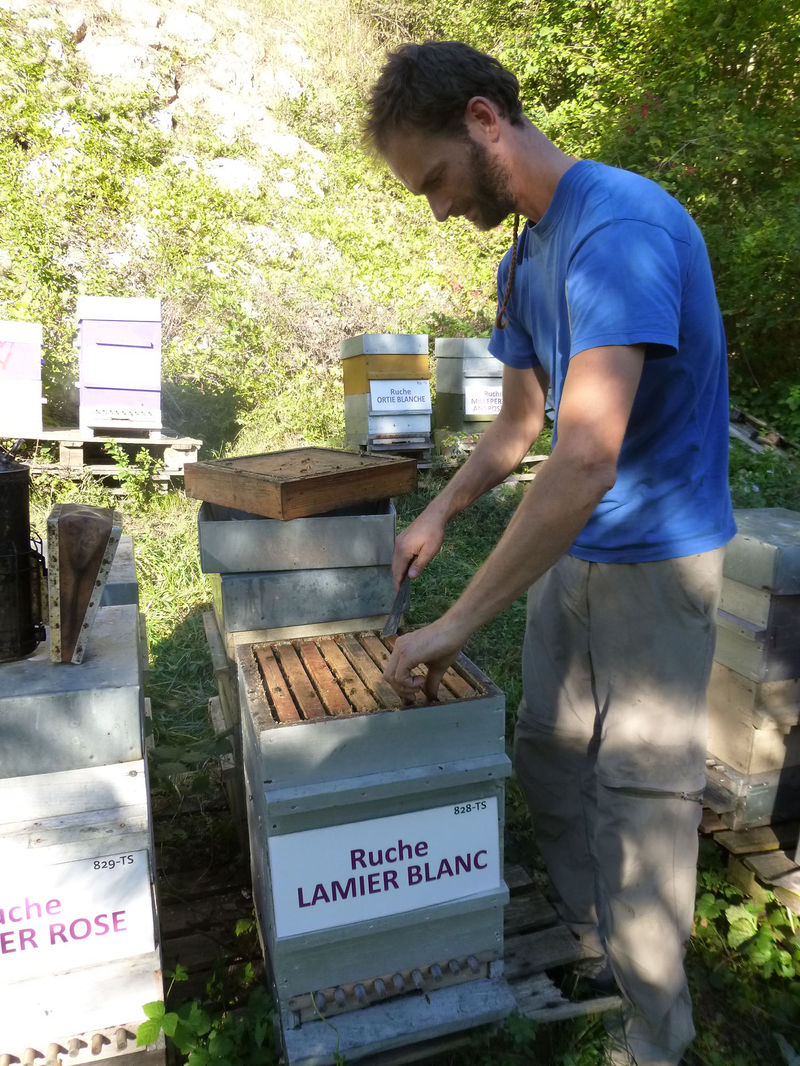 La ruche Lamier blanc