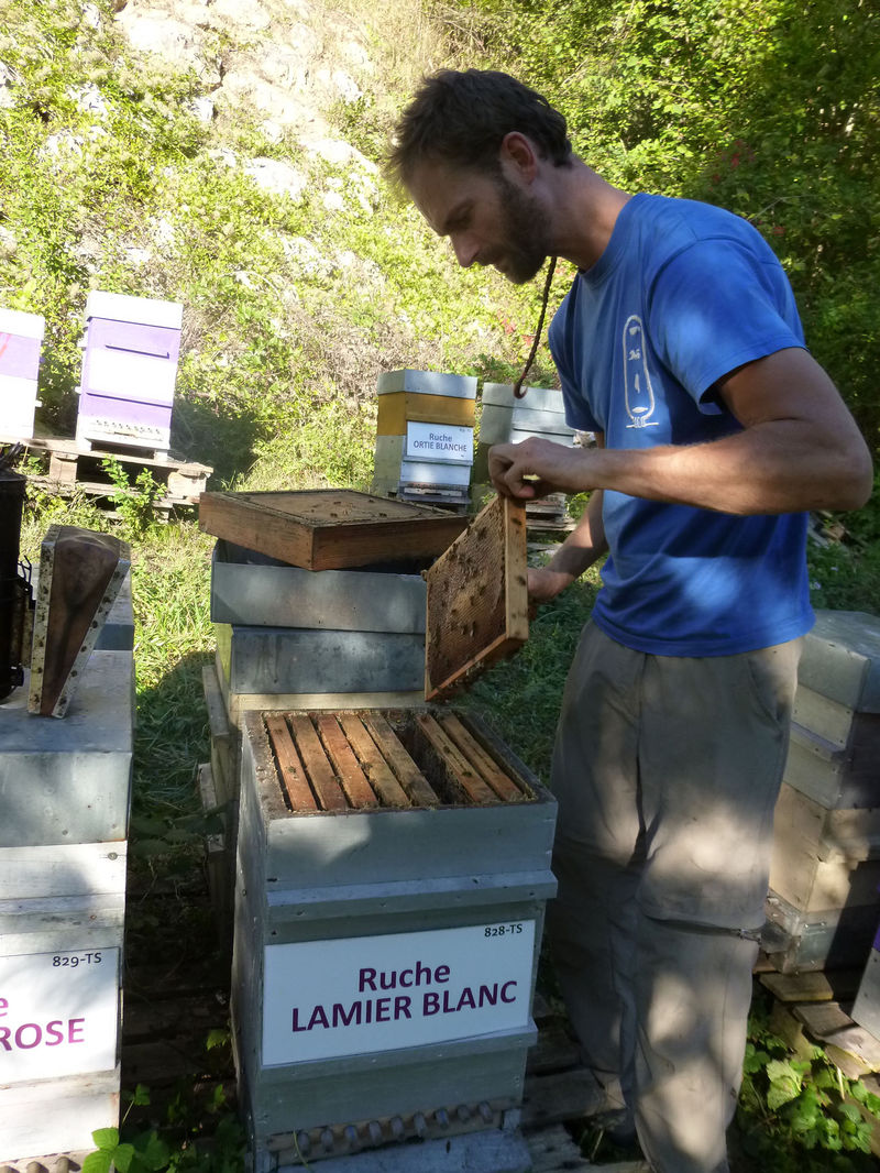 La ruche Lamier blanc