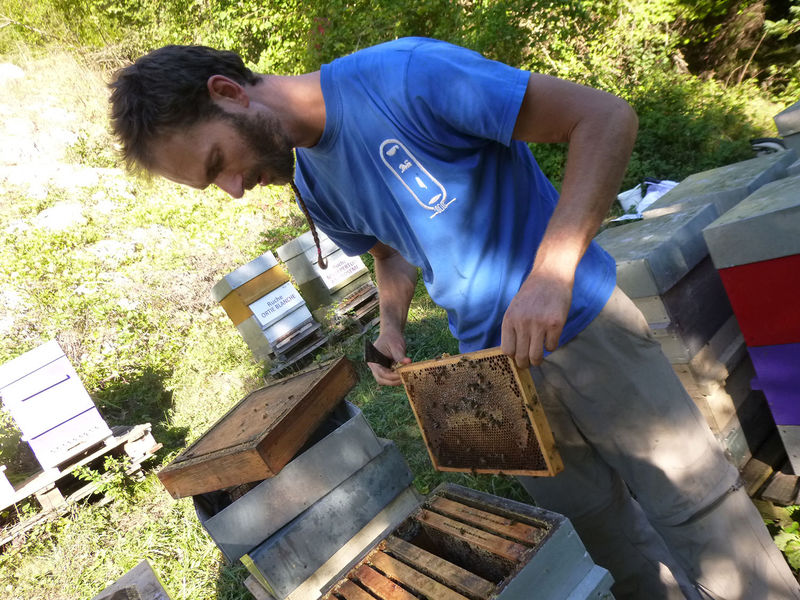 La ruche Lamier blanc