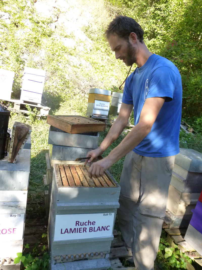 La ruche Lamier blanc
