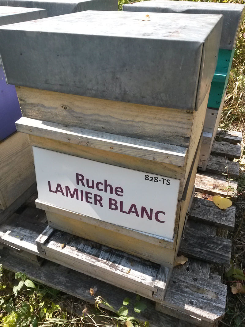 La ruche Lamier blanc