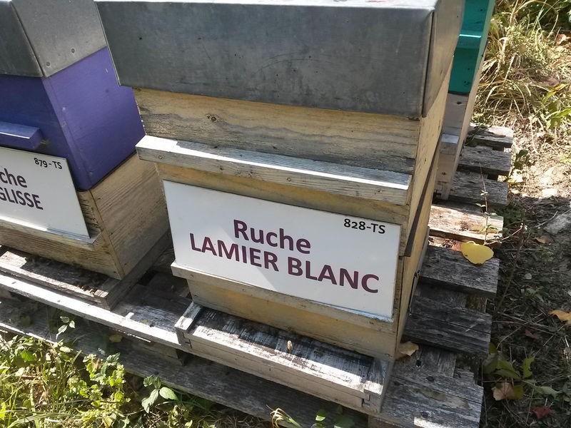 La ruche Lamier blanc