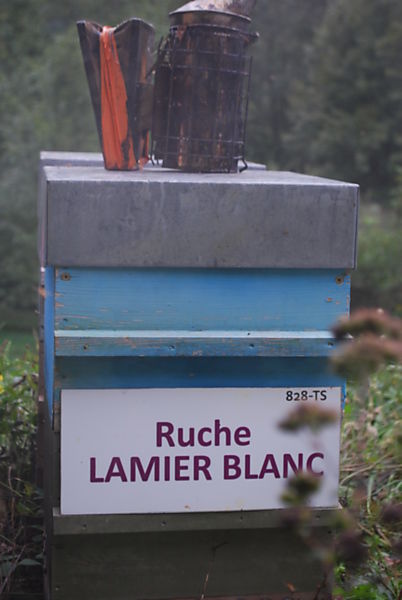 La ruche Lamier blanc