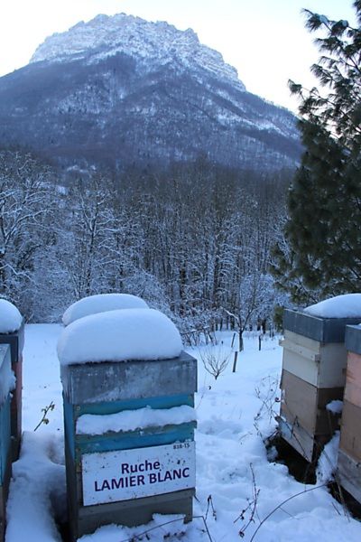 La ruche Lamier blanc