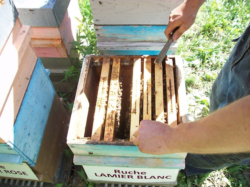 La ruche Lamier blanc