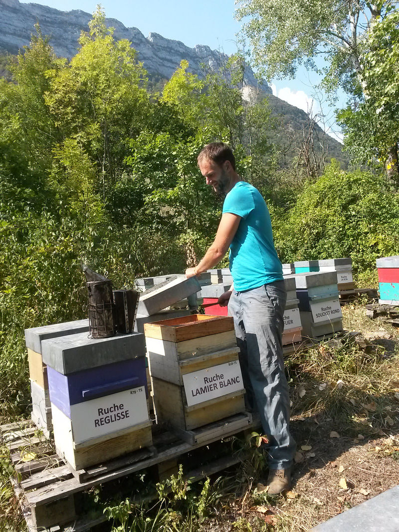 La ruche Lamier blanc