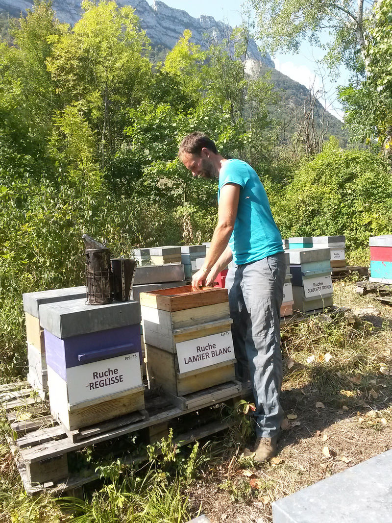 La ruche Lamier blanc