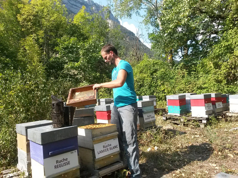 La ruche Lamier blanc